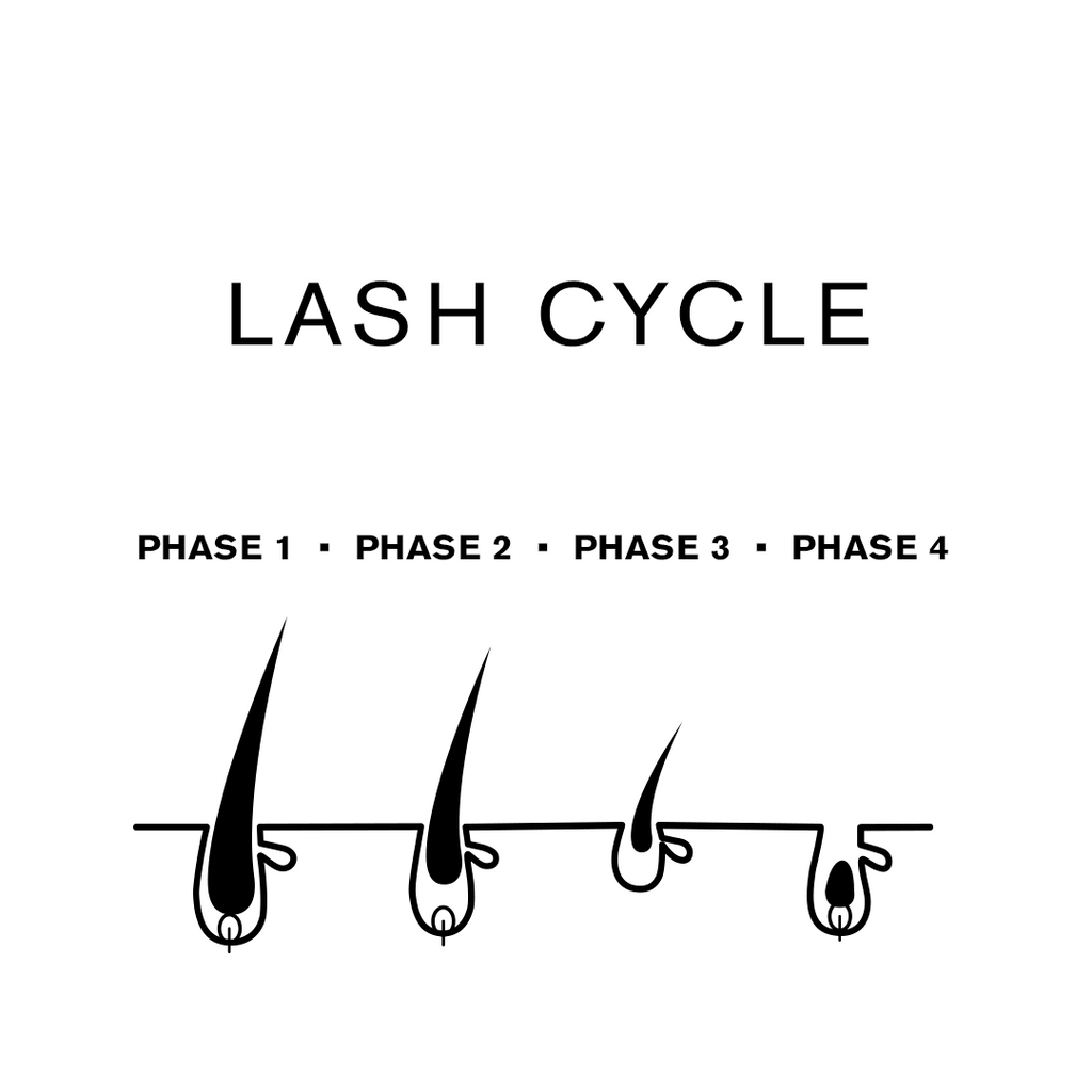 EVERYTHING YOU NEED TO KNOW ABOUT YOUR LASH CYCLE